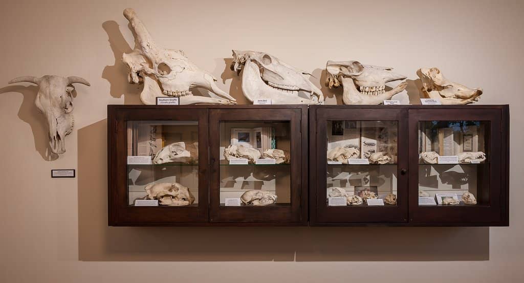 Dinosaur and Fossil Displays