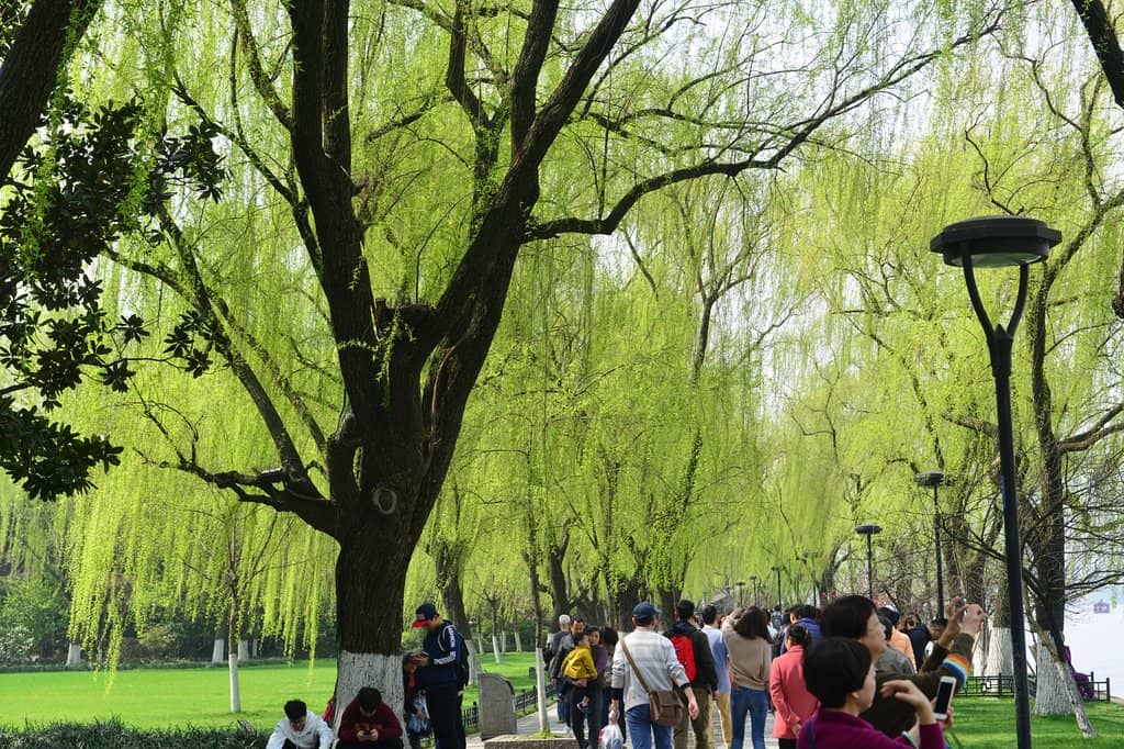 Willow-Lined Paths