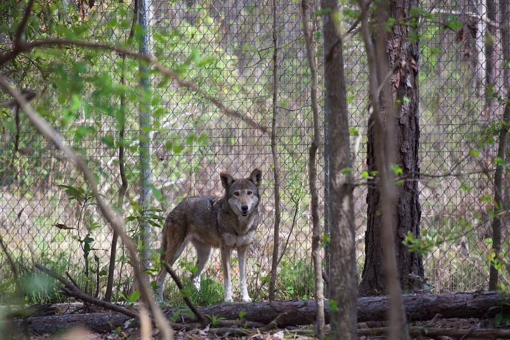 Red Wolf Encounter