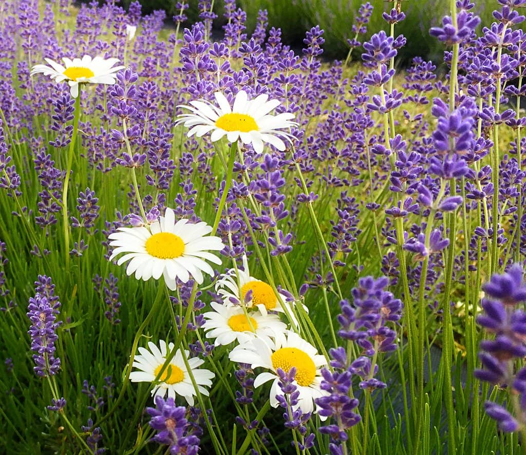 Pick Your Own Lavender