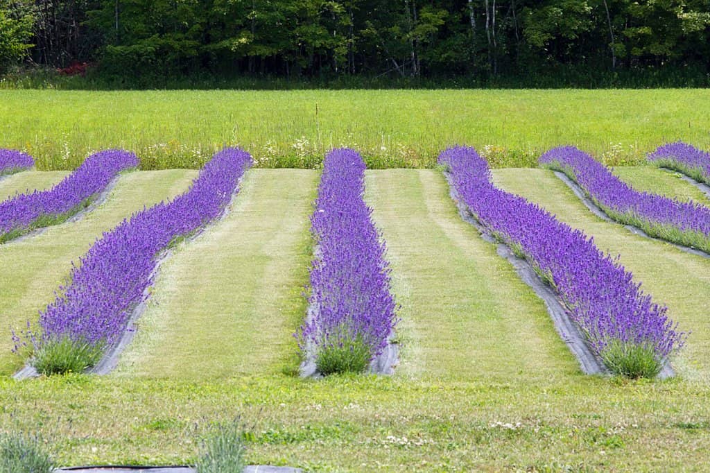 Lavender Treats & Shop