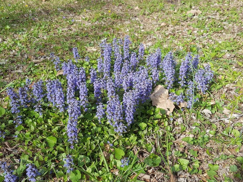 Conifer and Rhododendron Groves