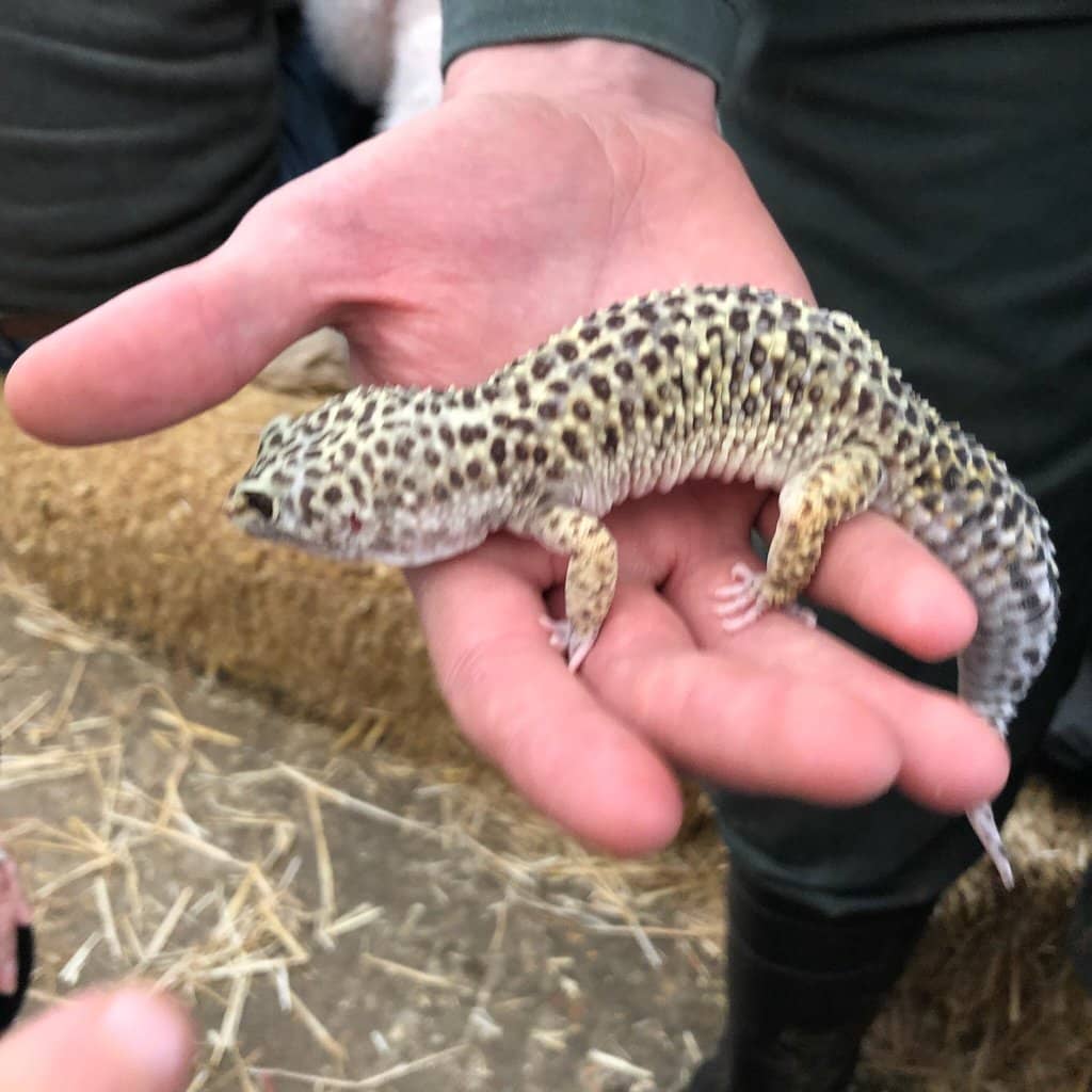 Exotic Animal Encounters