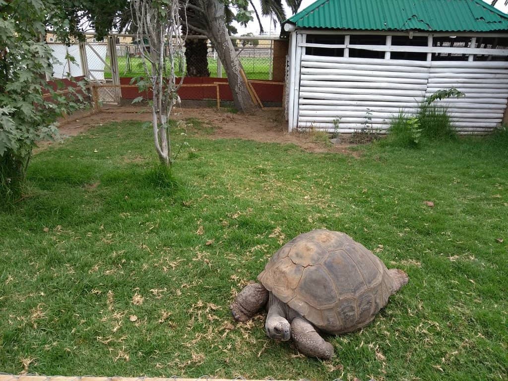 Children's Playgrounds