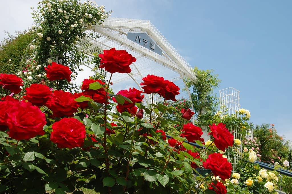 Rose Garden