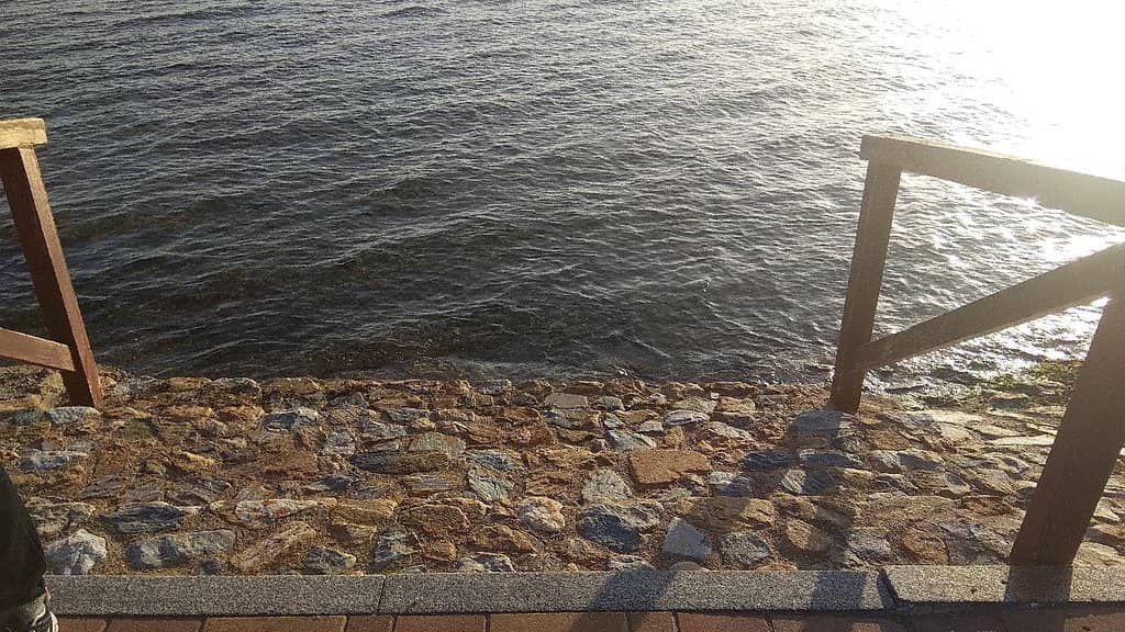 Spectacular Flamingos