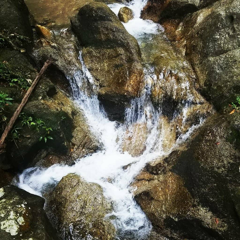 Jungle Trails