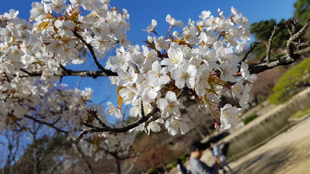 Traditional Architecture