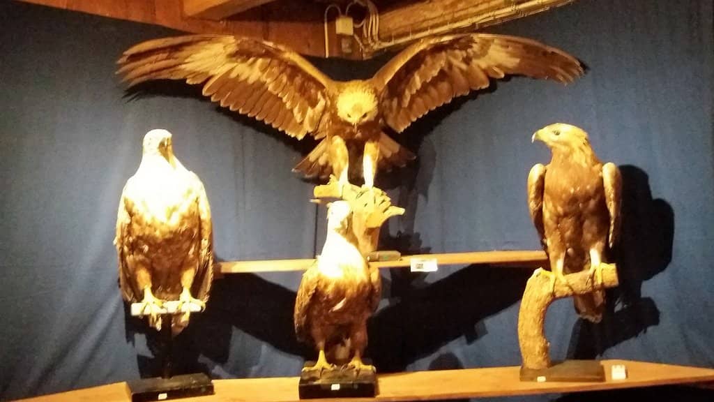 Birdwatching Paradise