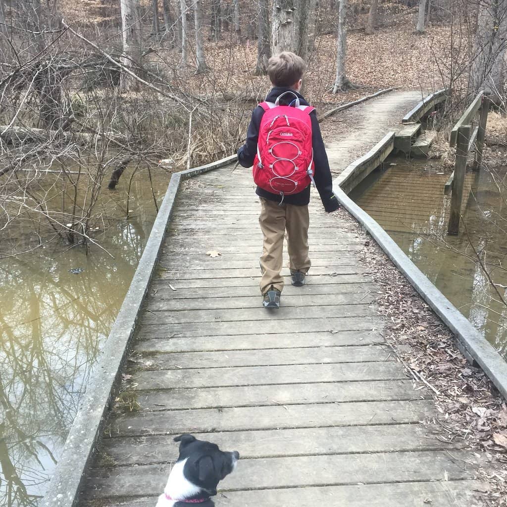 American Beech Grove