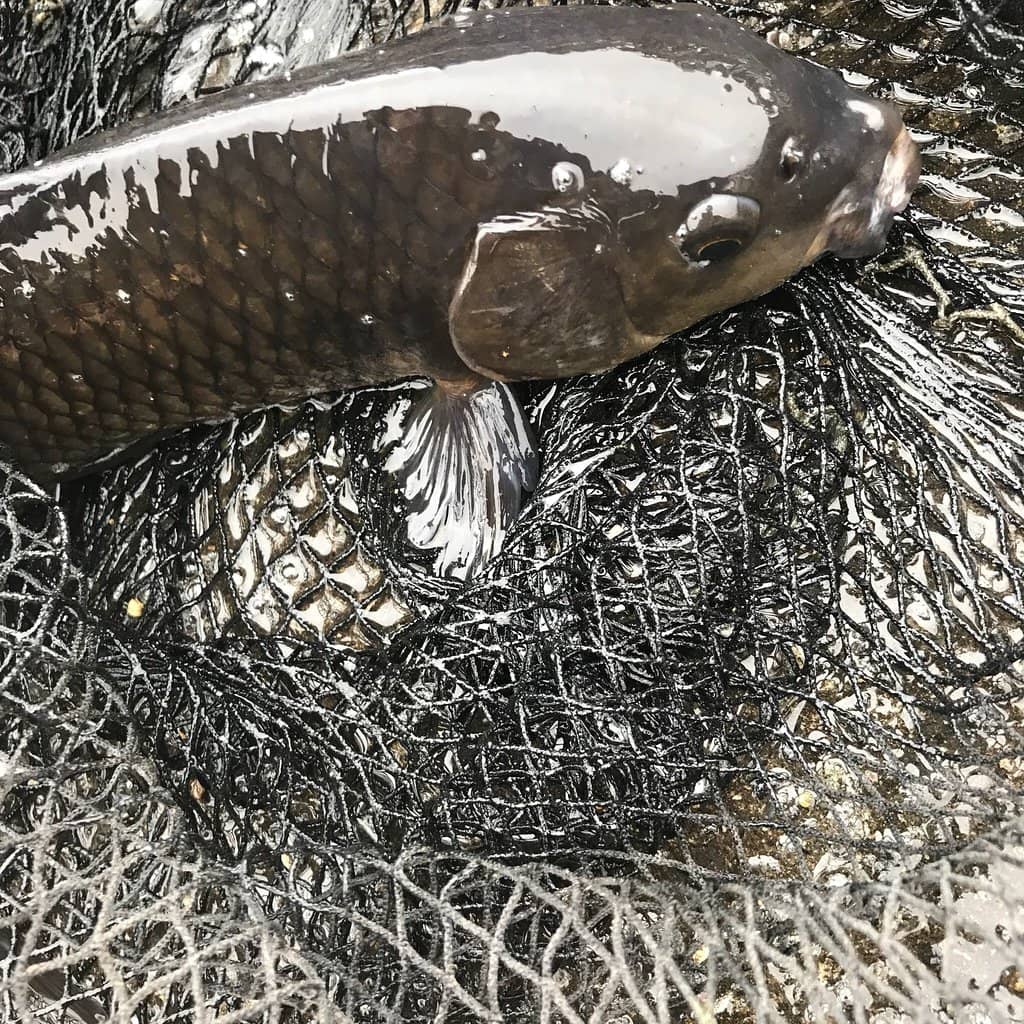 Goldfish Feeding Fun