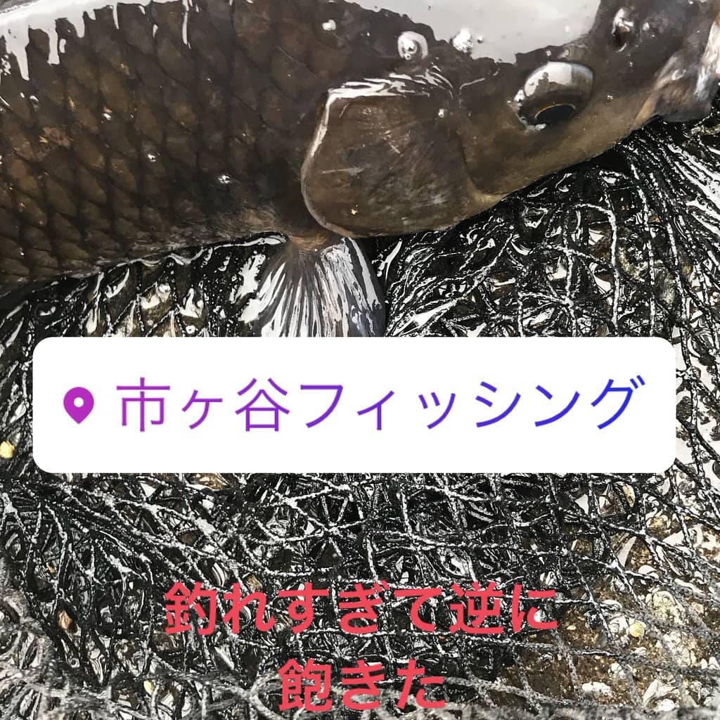 Carp Fishing Frenzy