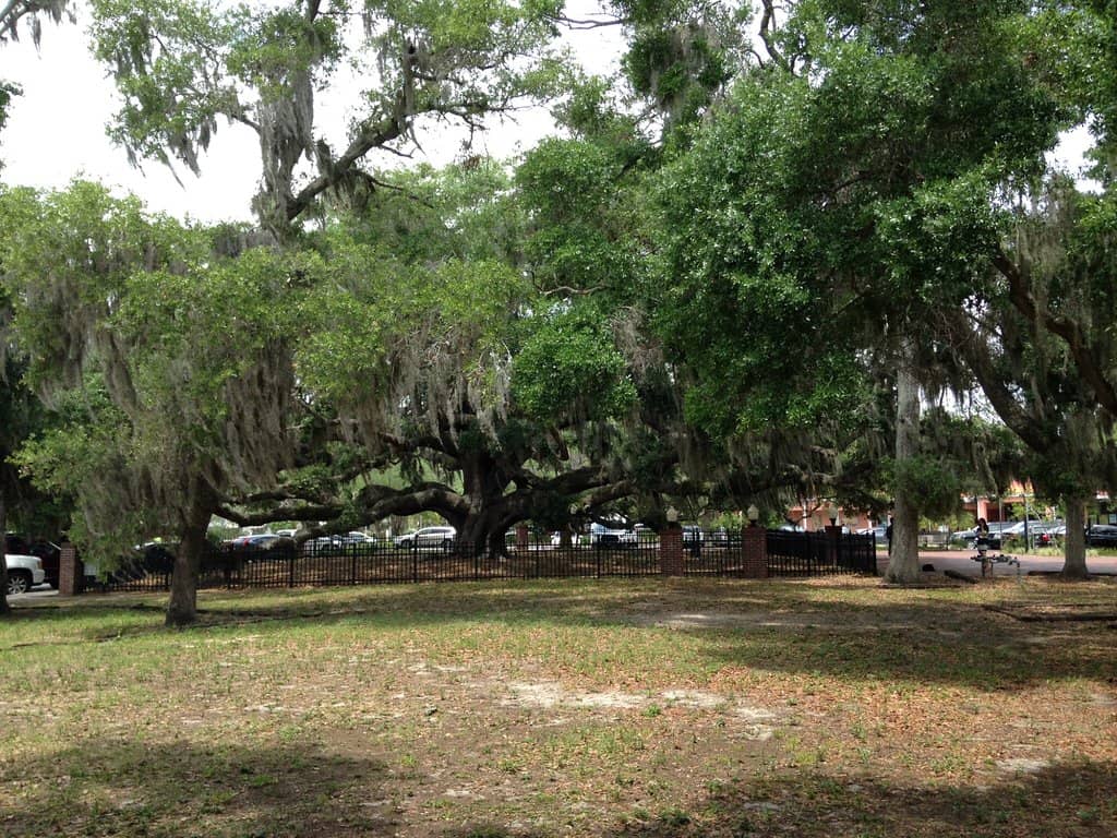 Pet-Friendly Atmosphere