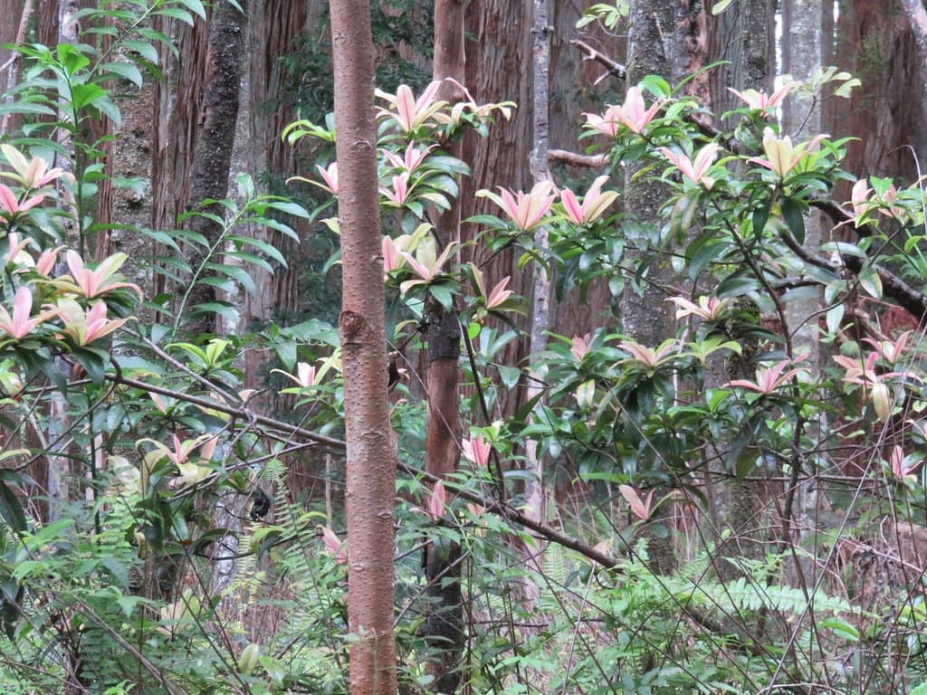 Guided Nature Trail