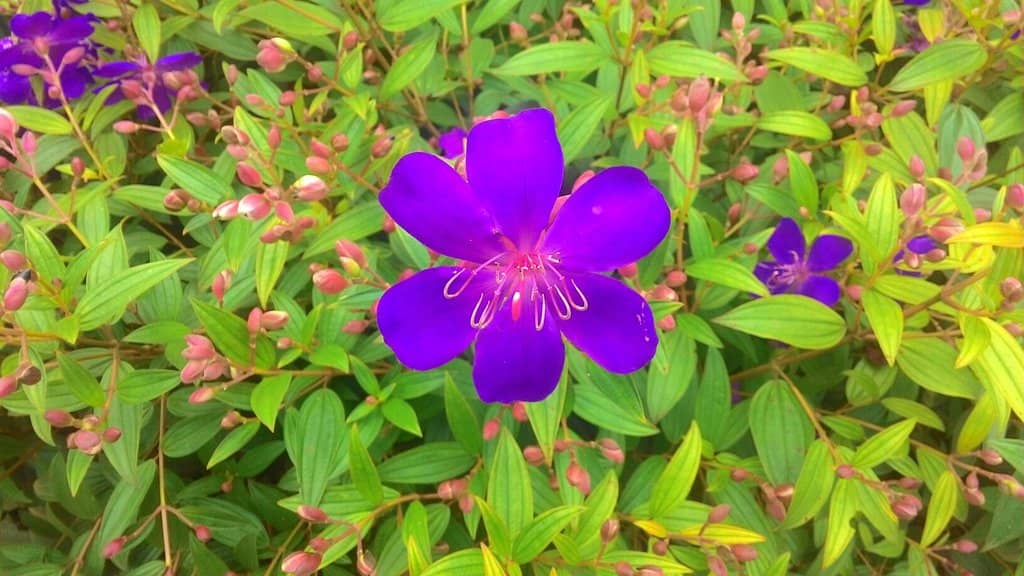 Vibrant Flower Gardens