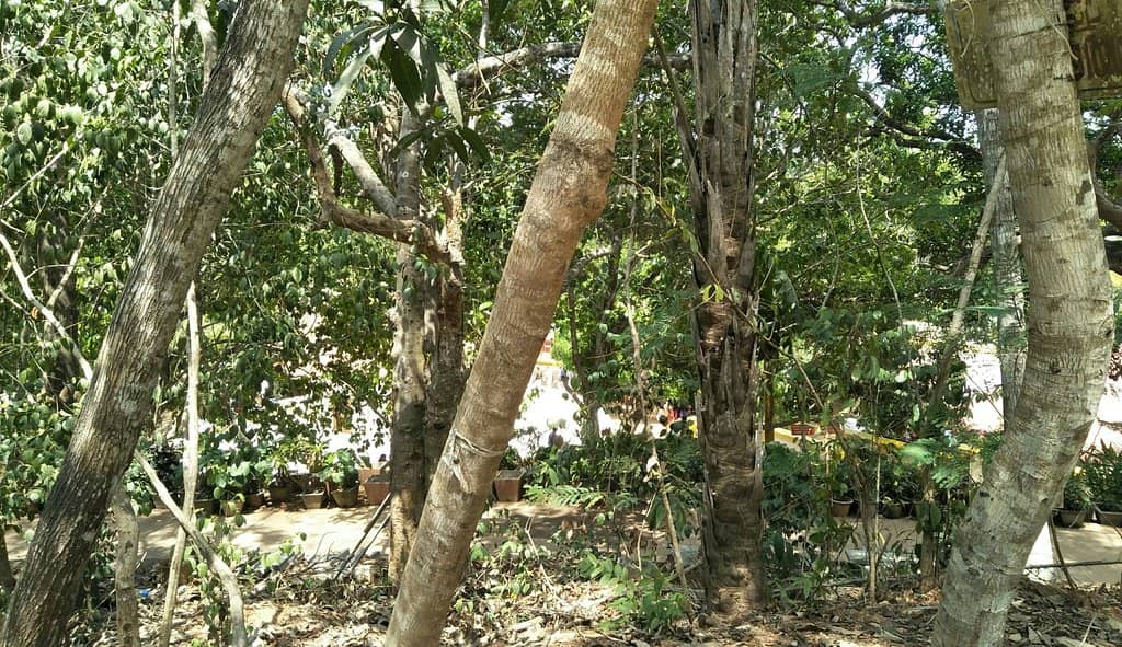 Samadhi of Sree Narayana Guru