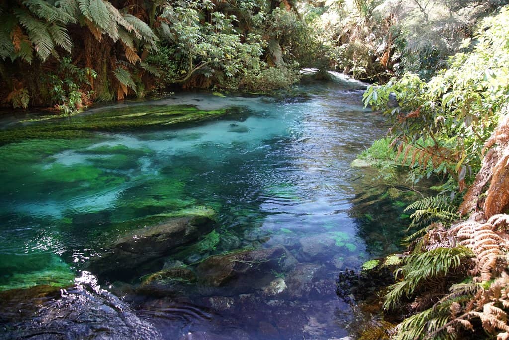 Te Waihou River Walk