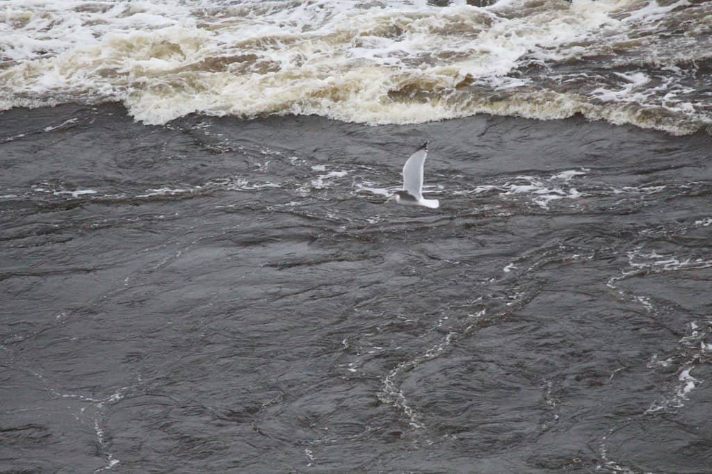 Reversing Falls Skywalk