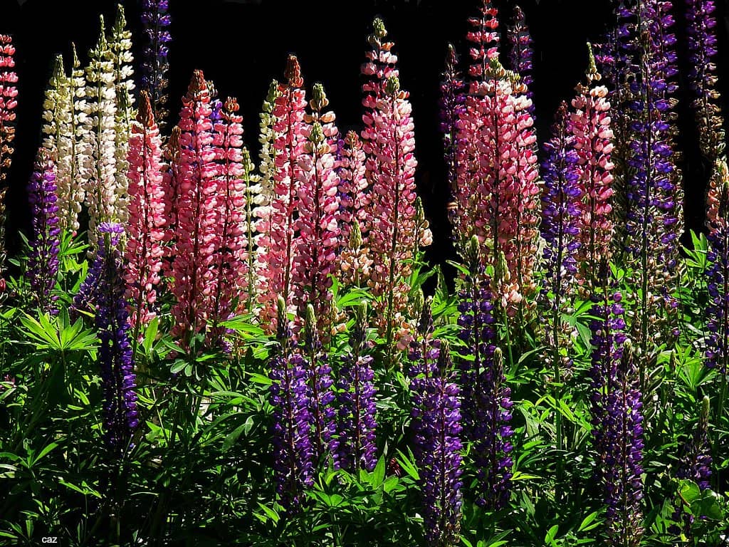 Refreshing Lake Swim