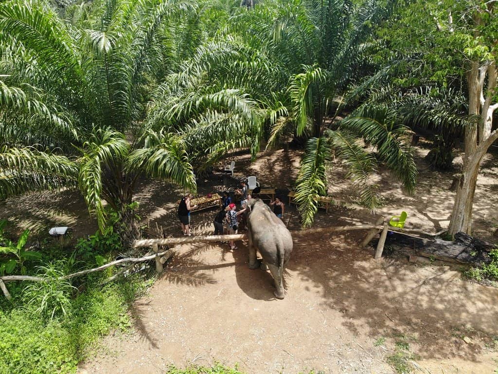 Explore the Jungle Surroundings