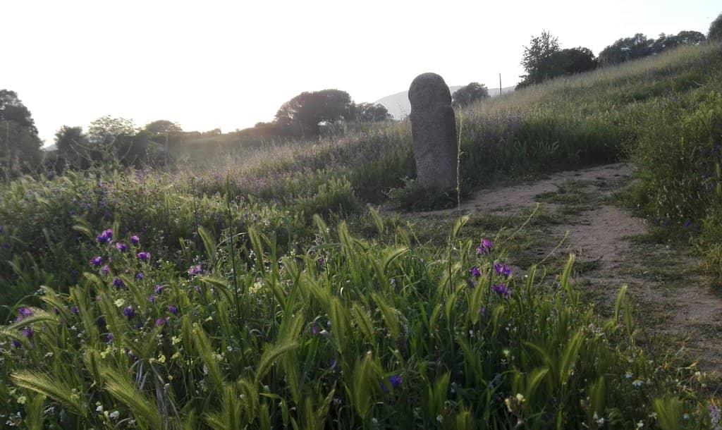 The Ancient Olive Tree