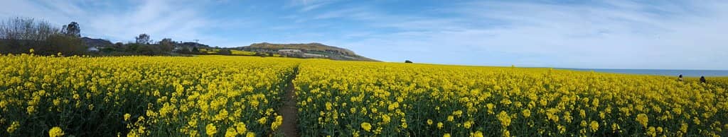 Sheep and Wildlife Encounters
