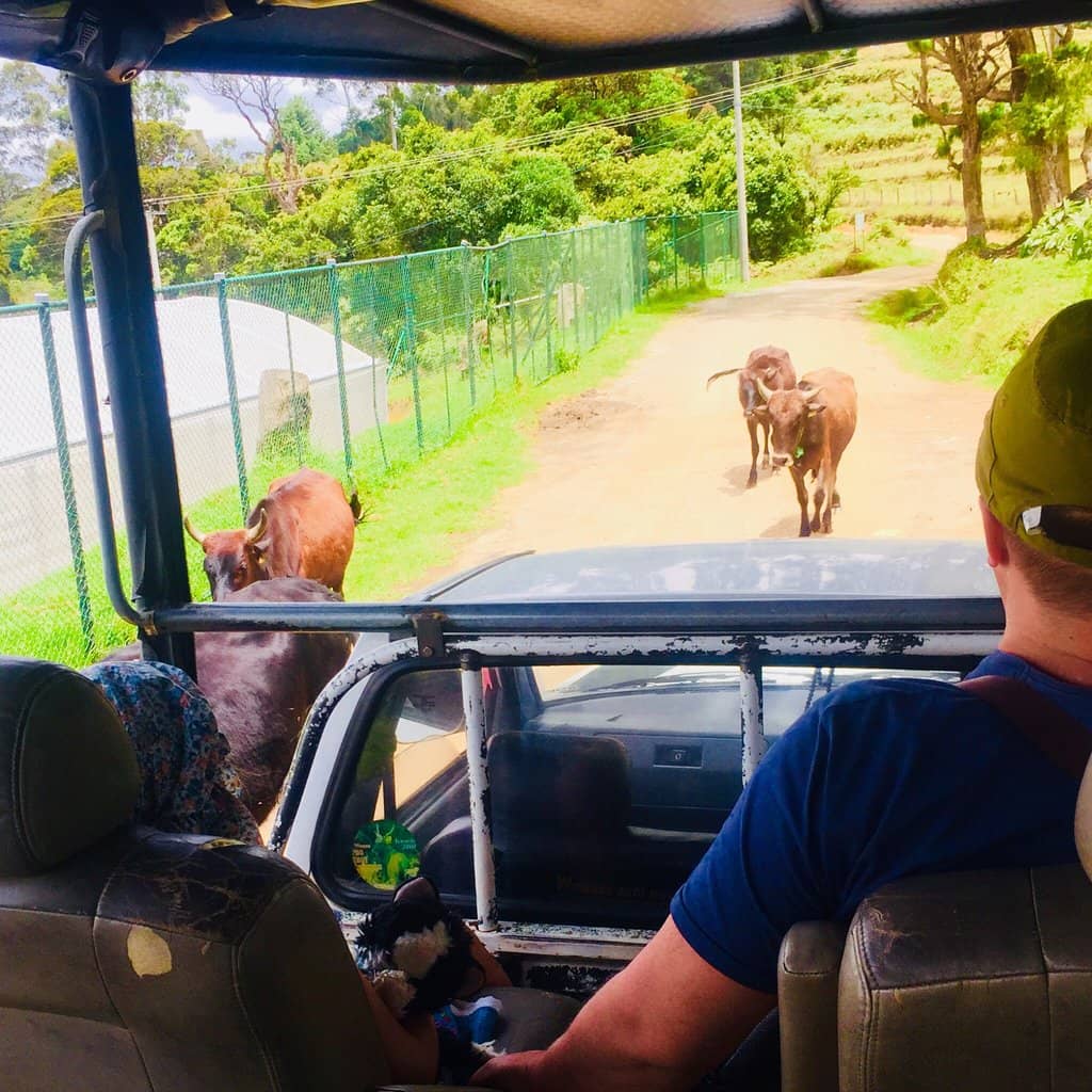 Wildlife Spotting