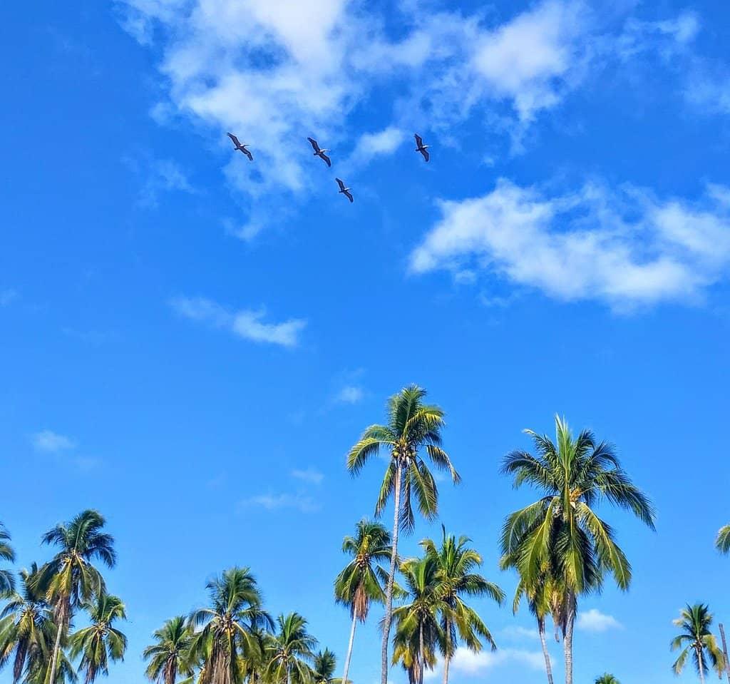 Shady Palm Groves