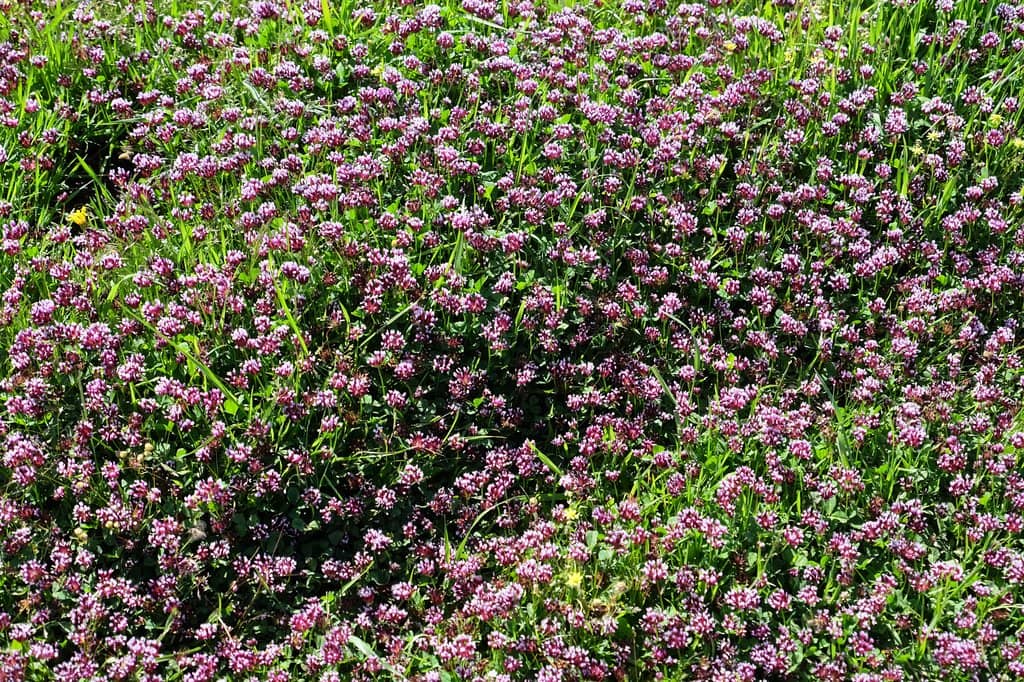 Spring Wildflower Super Bloom