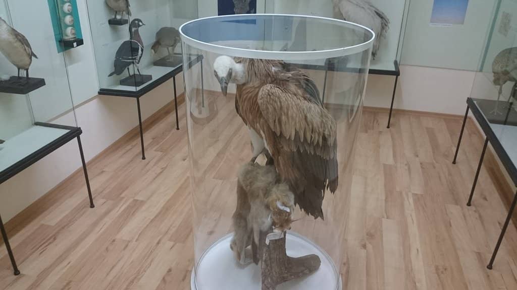 Local Bulgarian Species