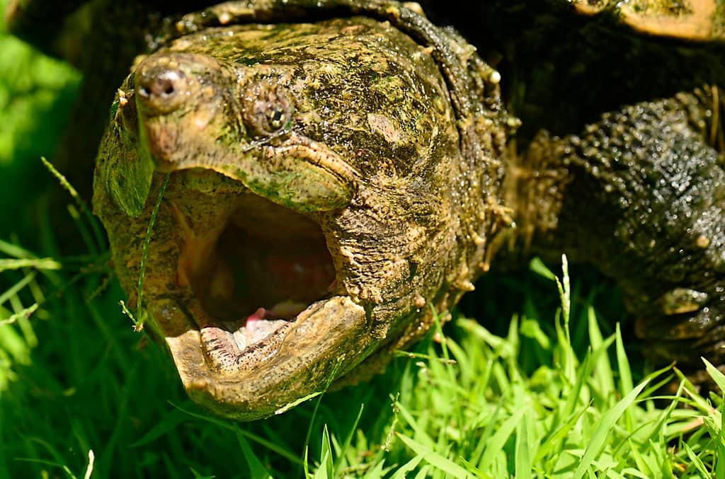 Shaded Enclosures & Mist Walkways
