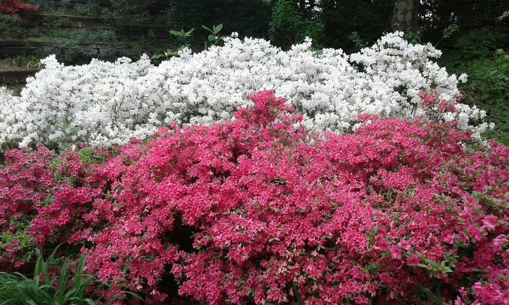 Themed Flower Gardens