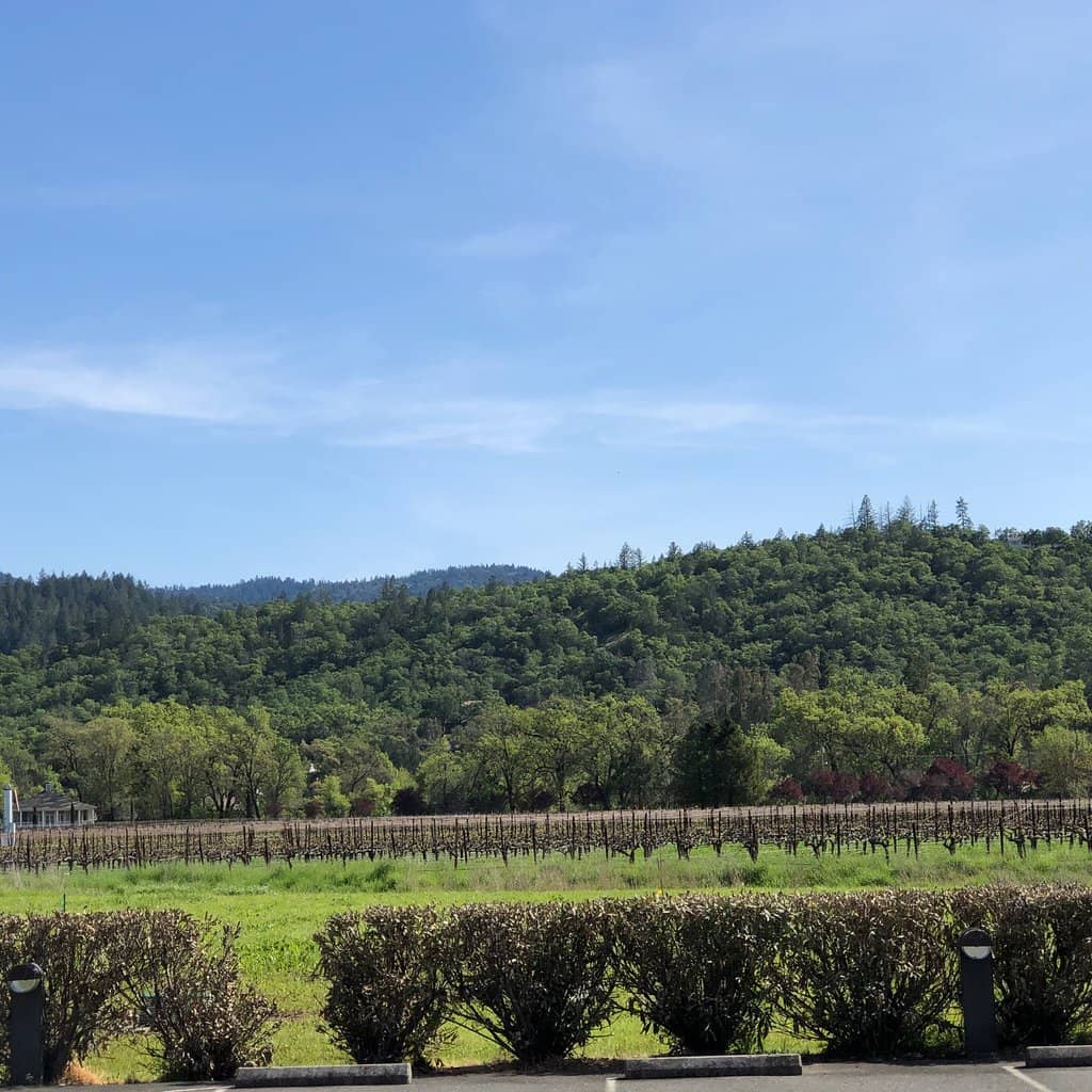 Dog-Friendly Atmosphere