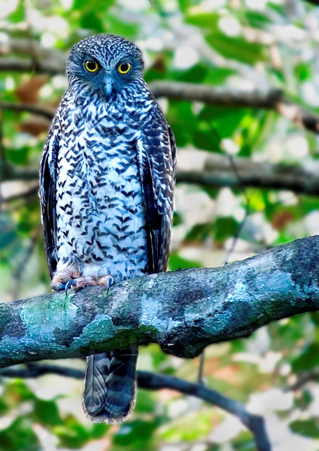 The Elevated Boardwalk