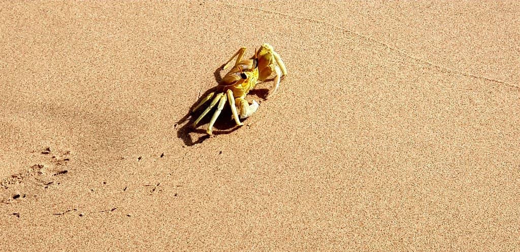 Bioluminescent Waves