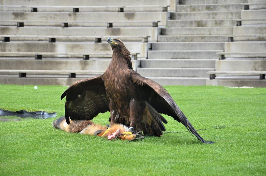 Bird of Prey Show