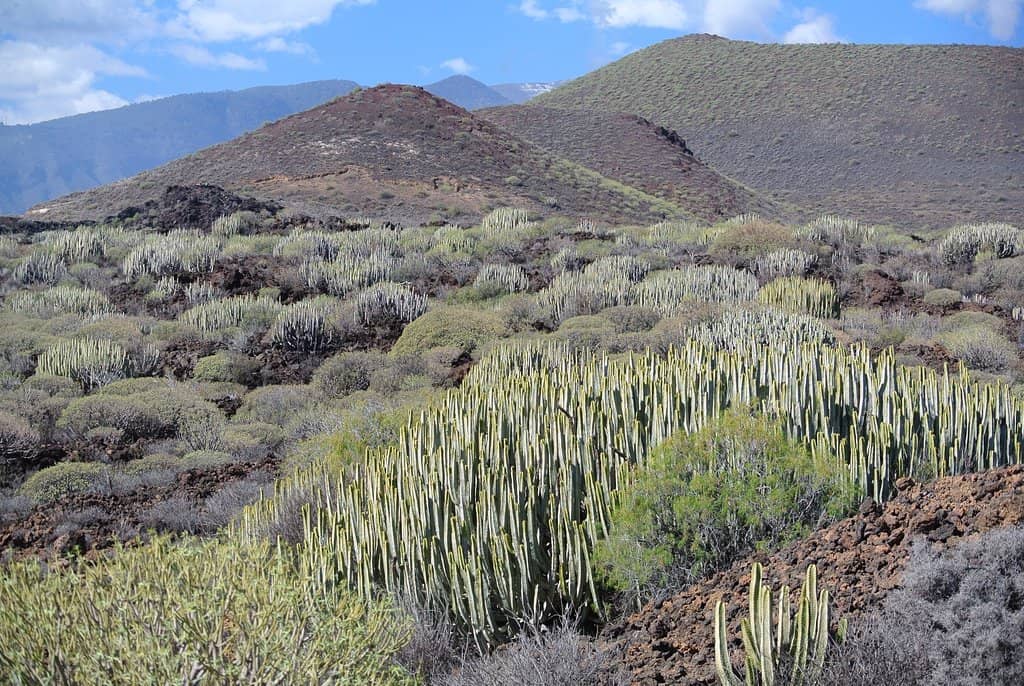 Volcanic Cones and Lava Flows