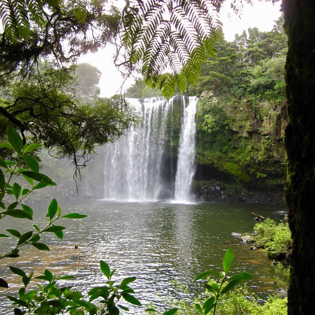 Native Bush Walk