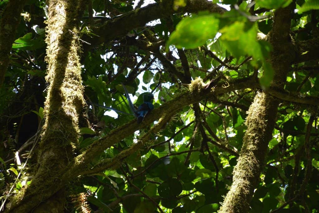 Resplendent Quetzal
