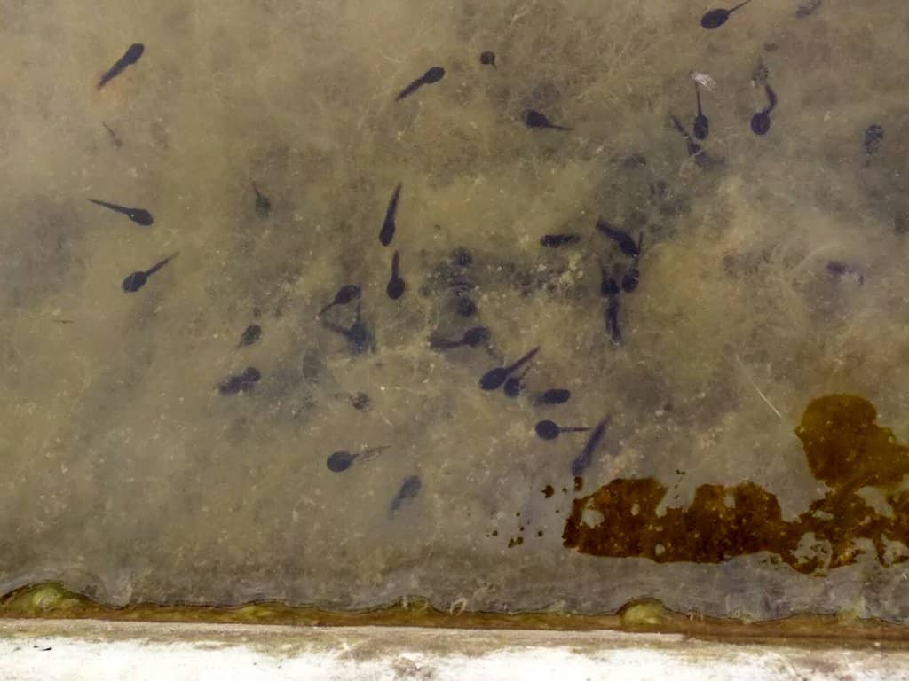 Go-Karts & Pedal Tractors