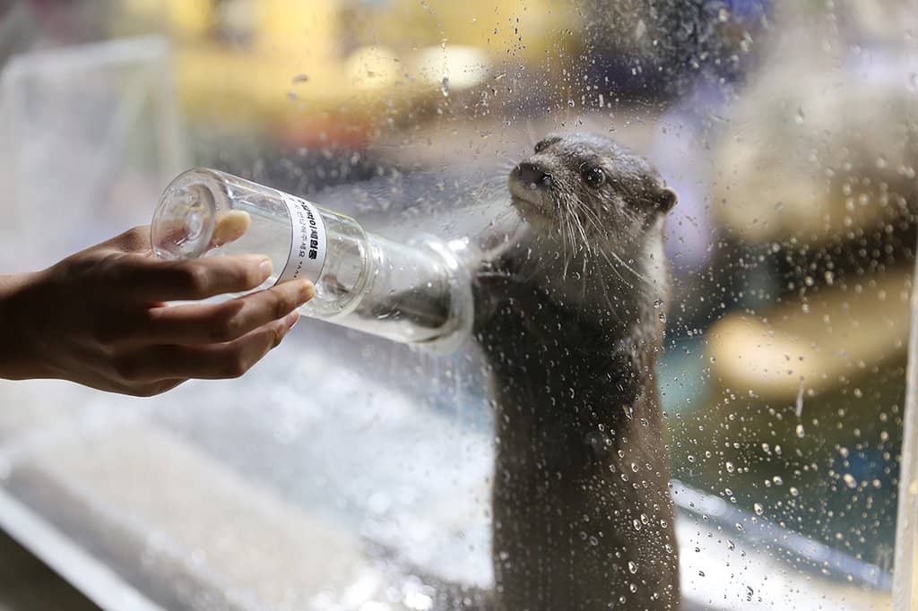 Interactive Feeding Zones