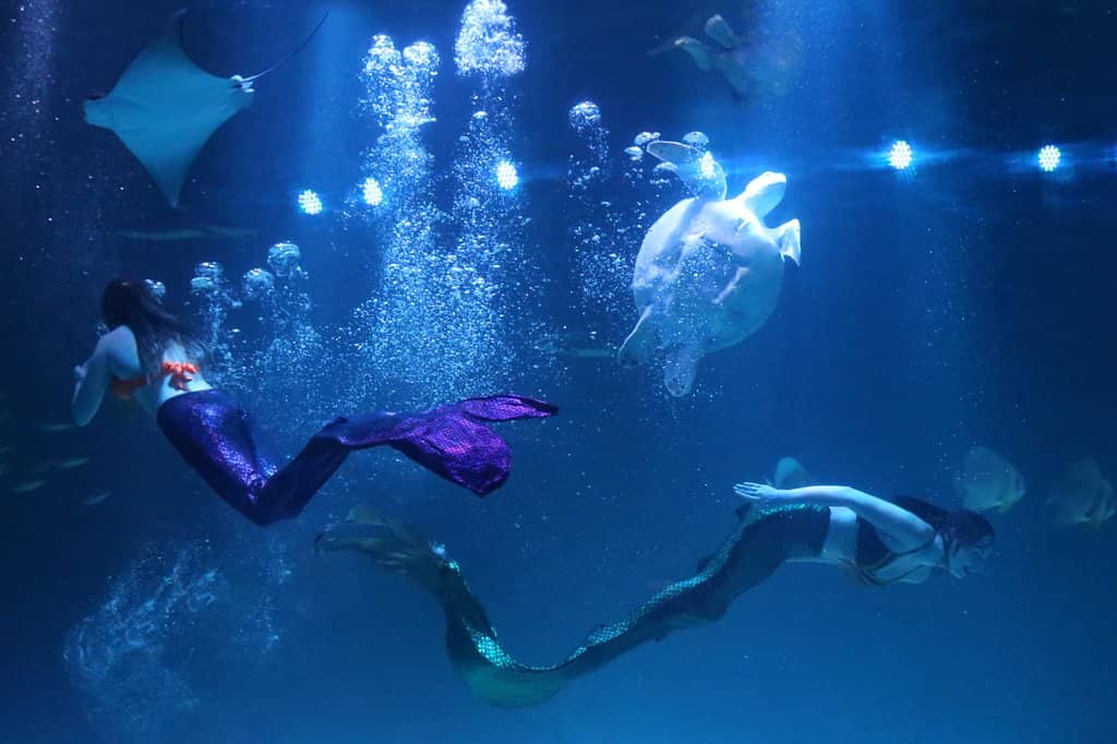 Mermaid Show Spectacle
