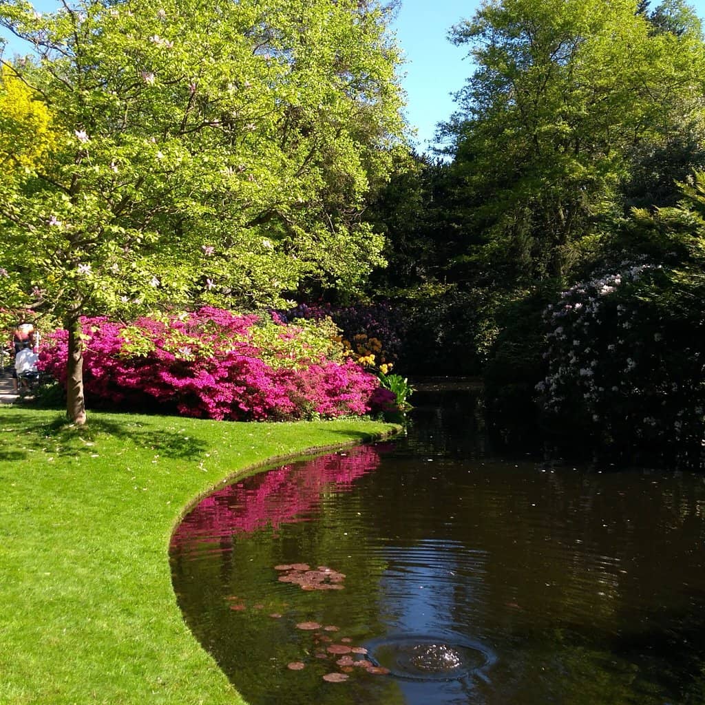 Springtime Blooms