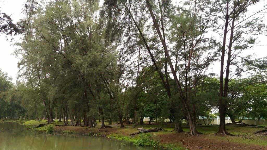 Outdoor Exercise Equipment