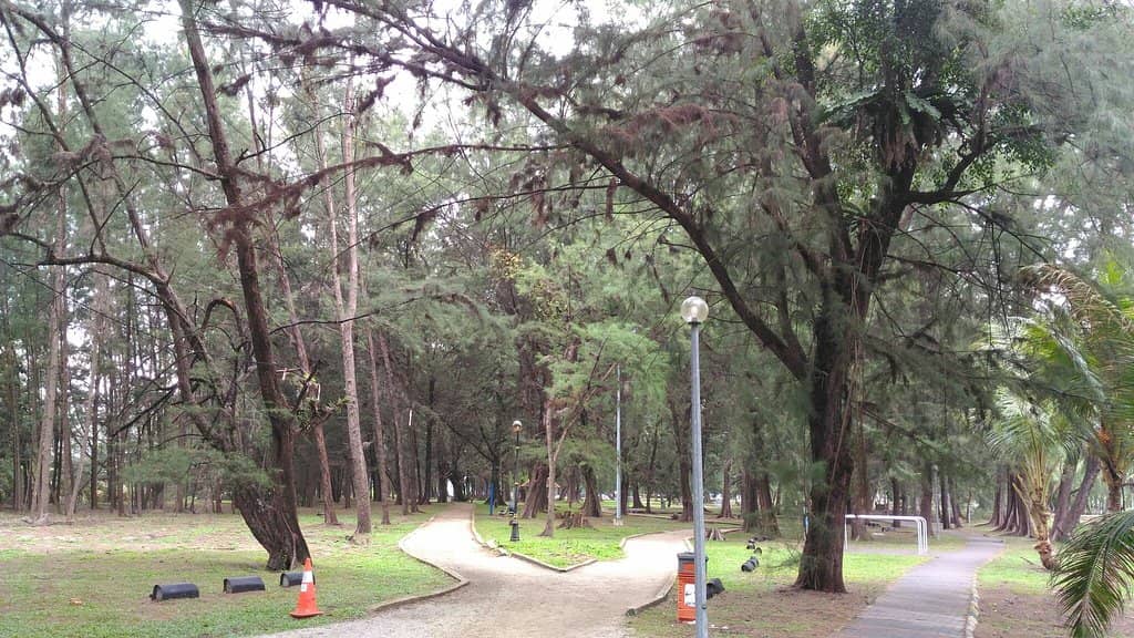Lake with Water Lilies