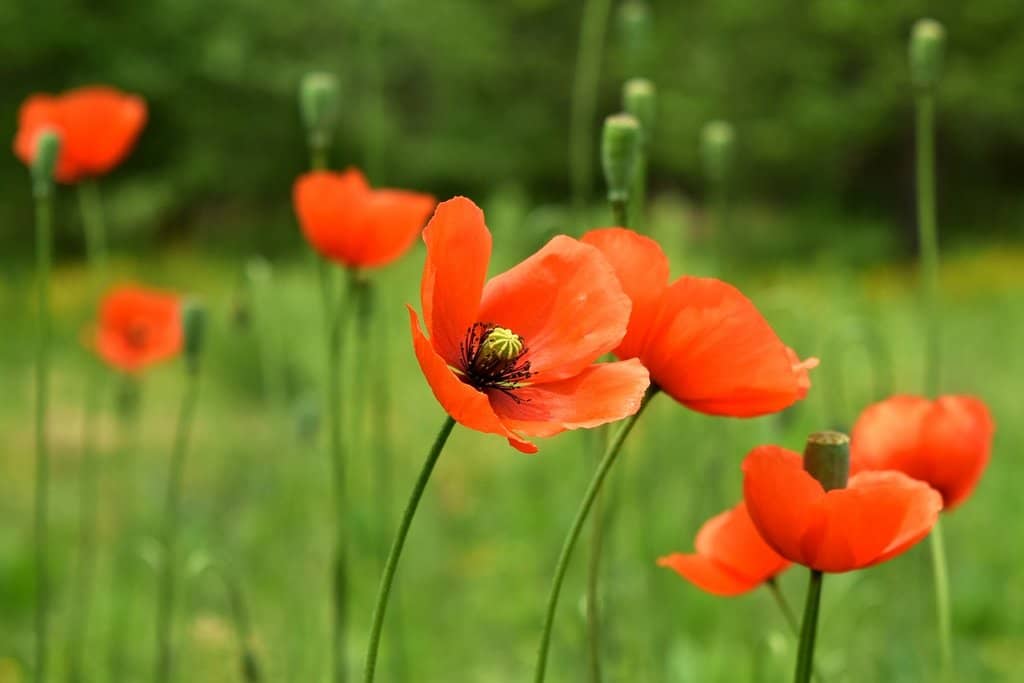 Springhouse and Buckeye Trail