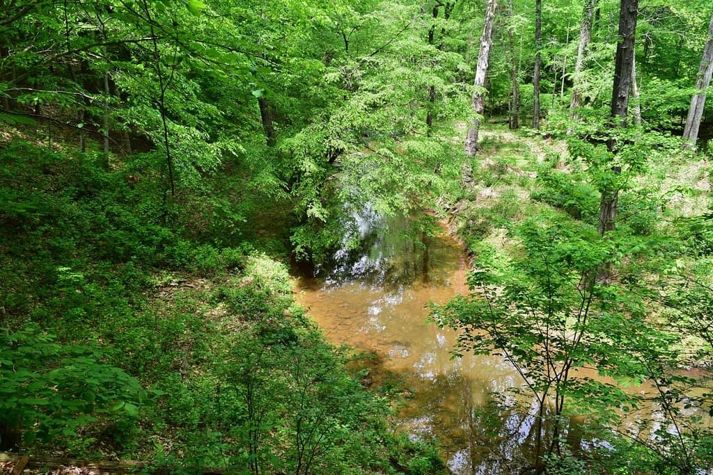 Beaver Dam and Wetland Area