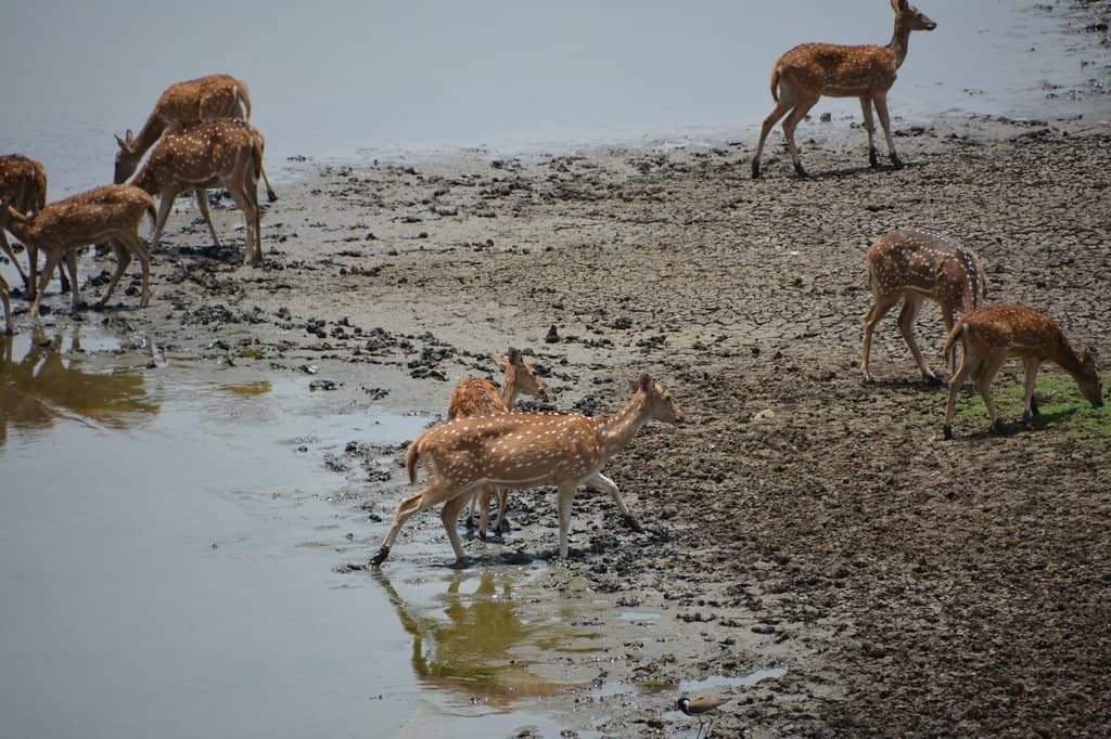 Morning Cycling Trails