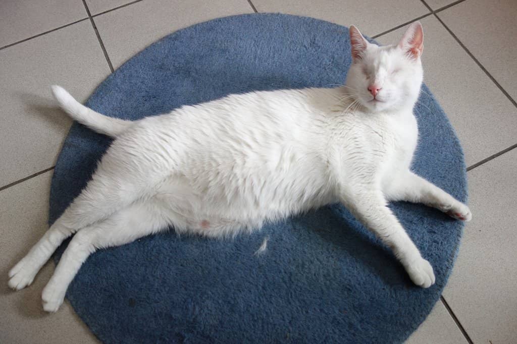 Meet Adorable Felines