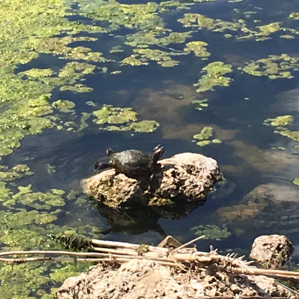 Shaded Playground & Splash Pad